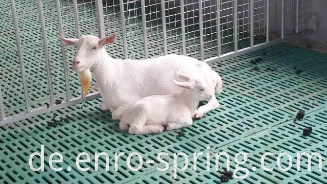 Plastic Slatted Floor for Piglets